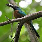 Grand Jacamar