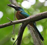 Great Jacamar