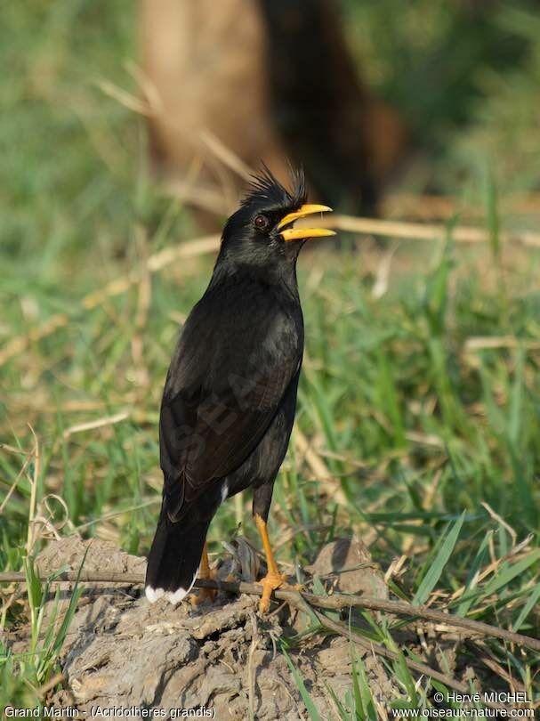 Great Myna