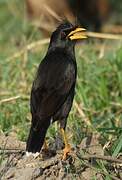 Great Myna