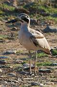 Great Stone-curlew