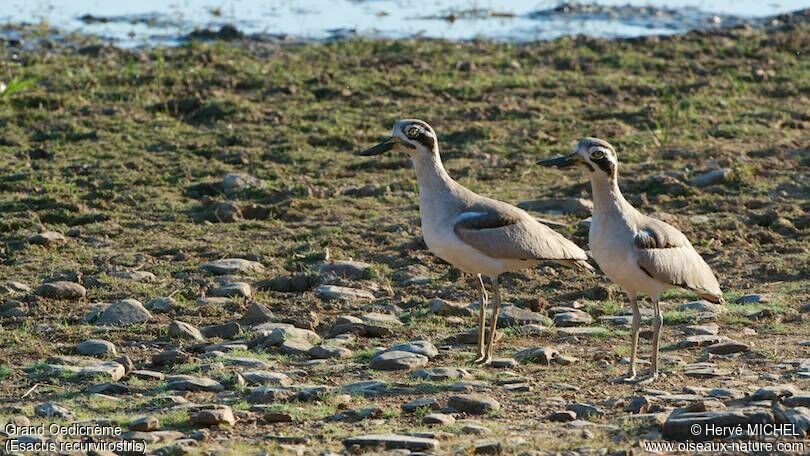 Great Stone-curlew 