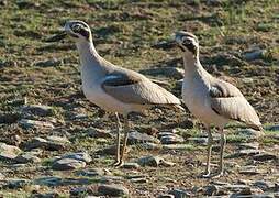 Great Stone-curlew