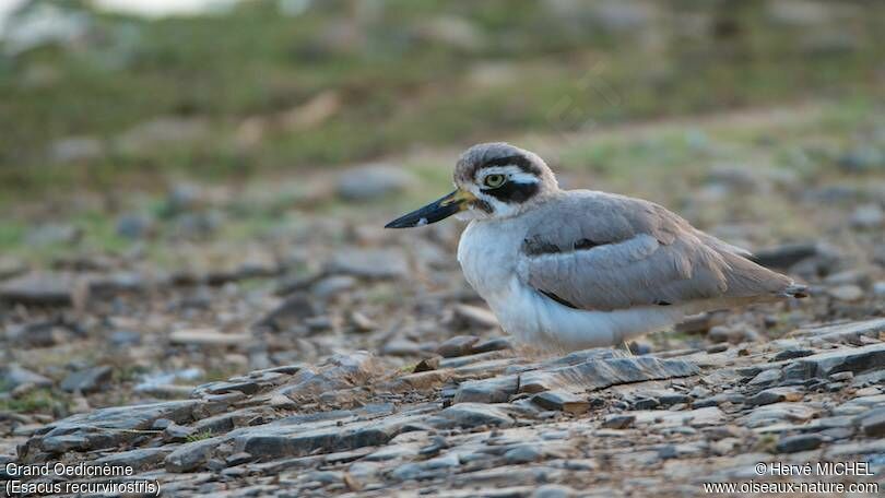 Great Stone-curlew