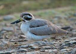 Great Stone-curlew