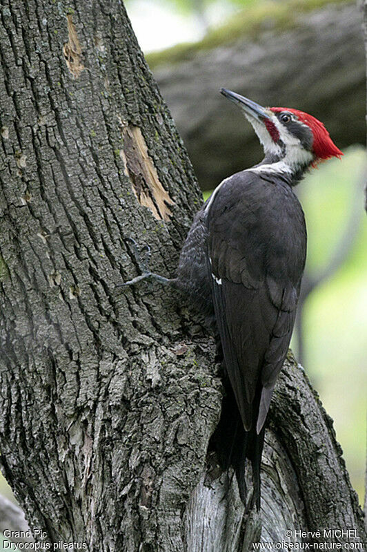 Pileated Woodpecker male adult