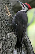 Pileated Woodpecker