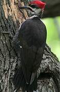 Pileated Woodpecker