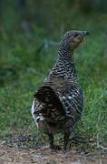 Western Capercaillie