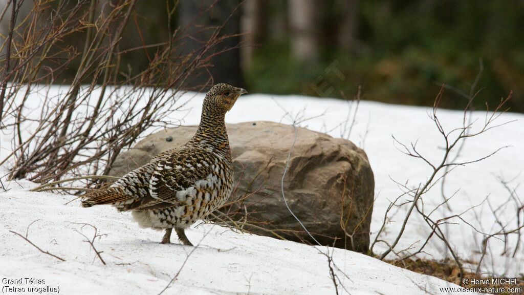 Western Capercaillie