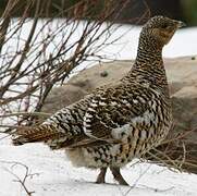 Western Capercaillie