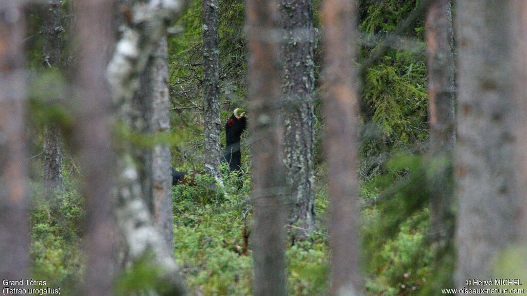 Western Capercaillie male adult breeding, Behaviour