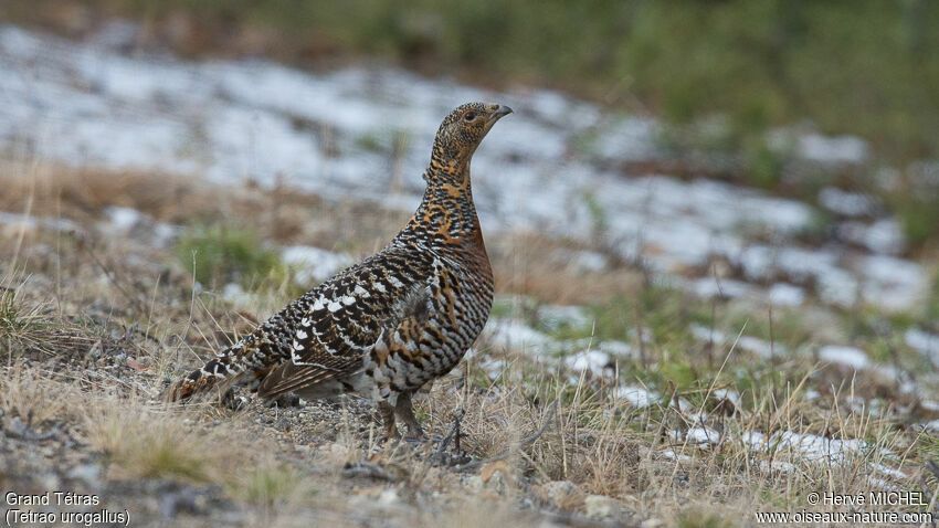 Western Capercaillie female adult