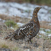 Western Capercaillie