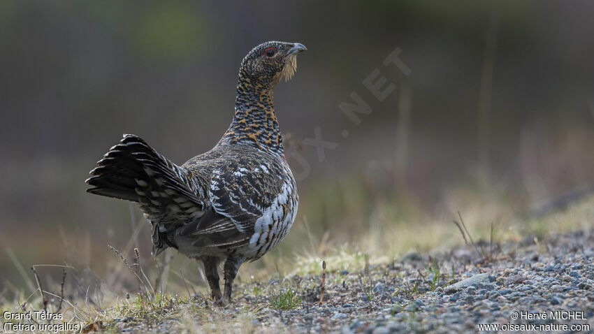 Western Capercaillie male subadult