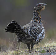 Western Capercaillie