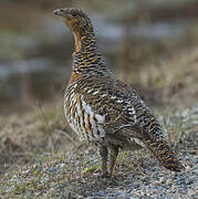 Western Capercaillie