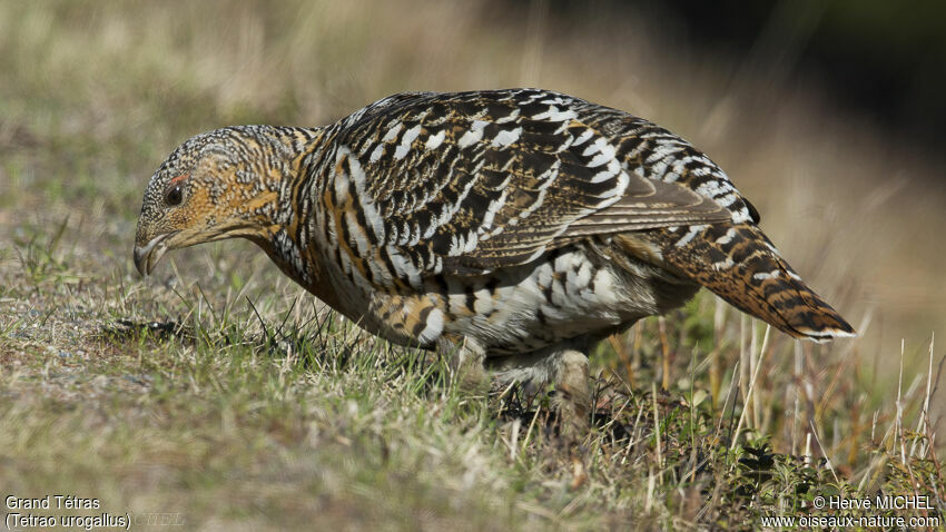 Western Capercaillie female adult