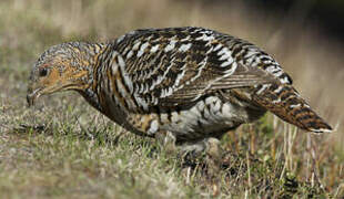 Western Capercaillie