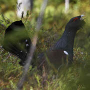 Western Capercaillie