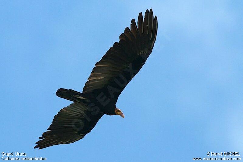 Greater Yellow-headed Vultureadult, Flight