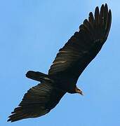 Greater Yellow-headed Vulture