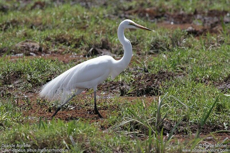 Great Egretadult