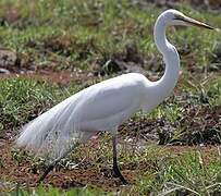 Grande Aigrette