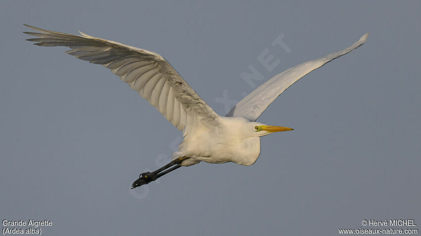 Grande Aigrette