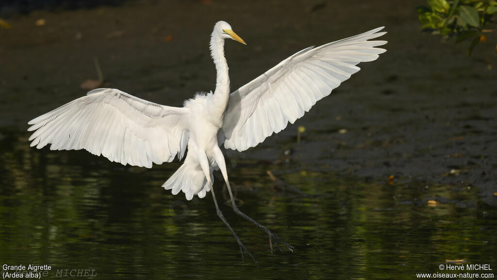 Grande Aigrette