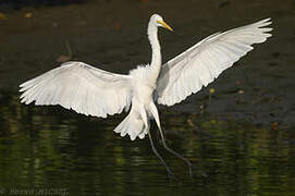 Grande Aigrette