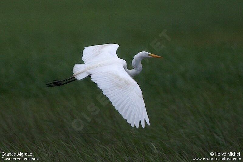 Great Egretadult