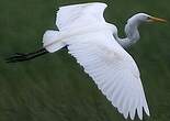 Grande Aigrette