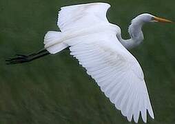 Great Egret