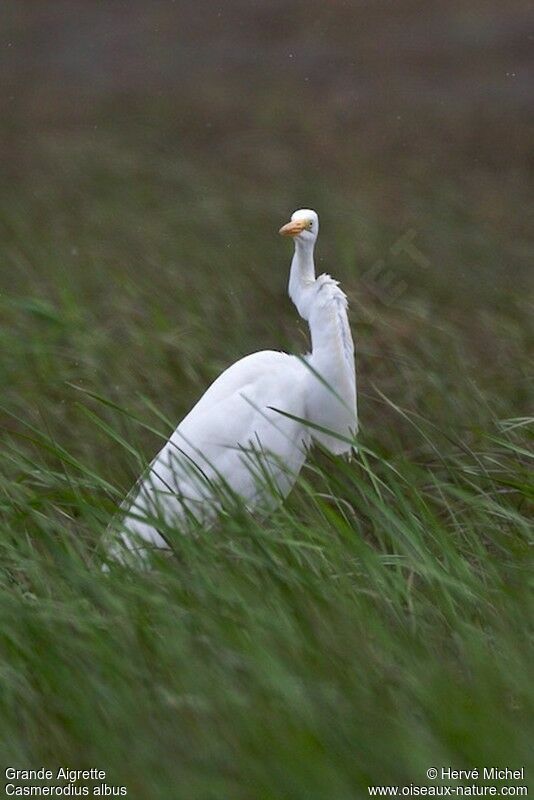 Great Egretadult