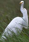 Grande Aigrette