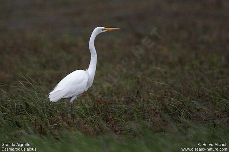 Great Egretadult