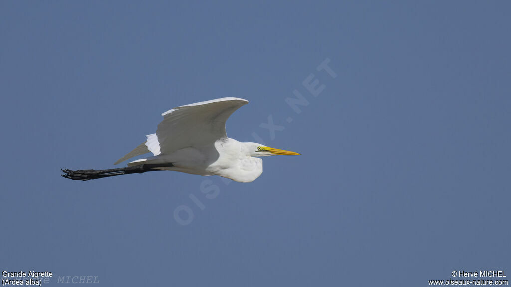 Grande Aigrette