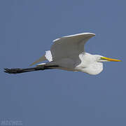 Great Egret