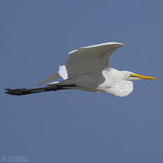 Grande Aigrette