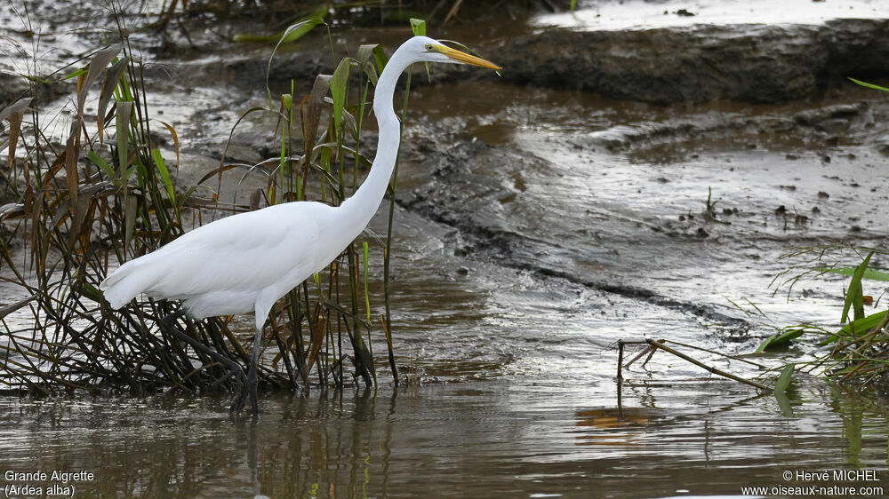 Grande Aigrette