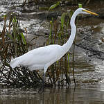 Grande Aigrette