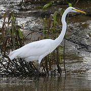 Great Egret