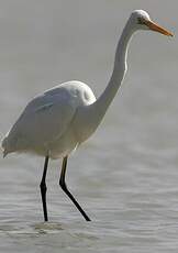 Grande Aigrette