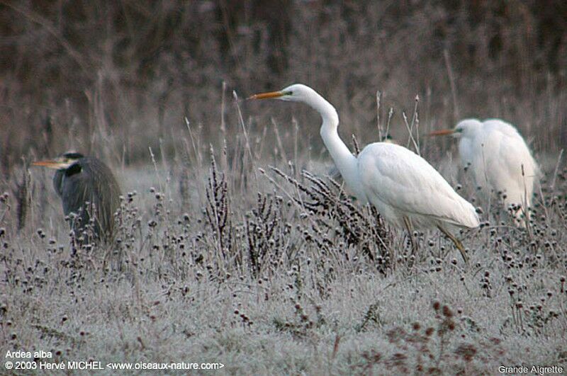 Grande Aigrette