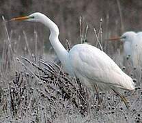 Grande Aigrette