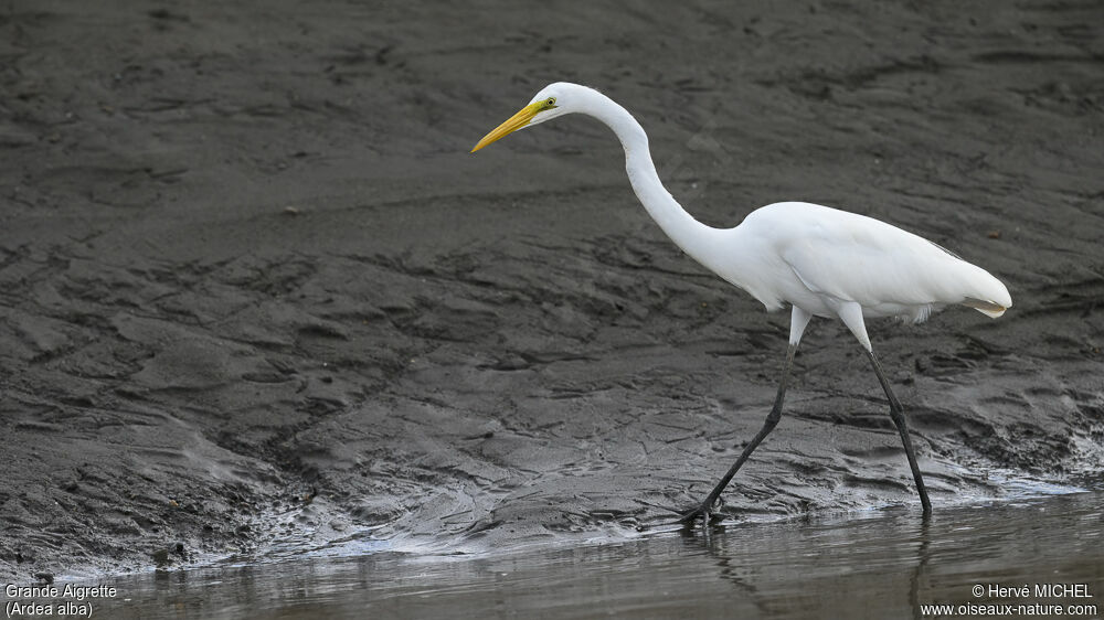 Great Egret