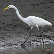 Grande Aigrette