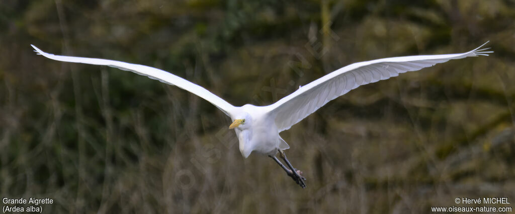 Grande Aigrette