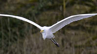 Grande Aigrette